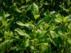 Kalina 'Jermyn's Globe' - Viburnum globosum 'Jermyn's Globe'