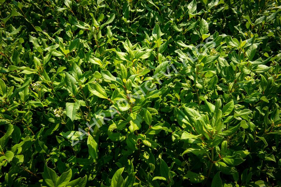 Kalina 'Jermyn's Globe' - Viburnum globosum 'Jermyn's Globe'