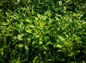 Kalina 'Jermyn's Globe' - Viburnum globosum 'Jermyn's Globe'