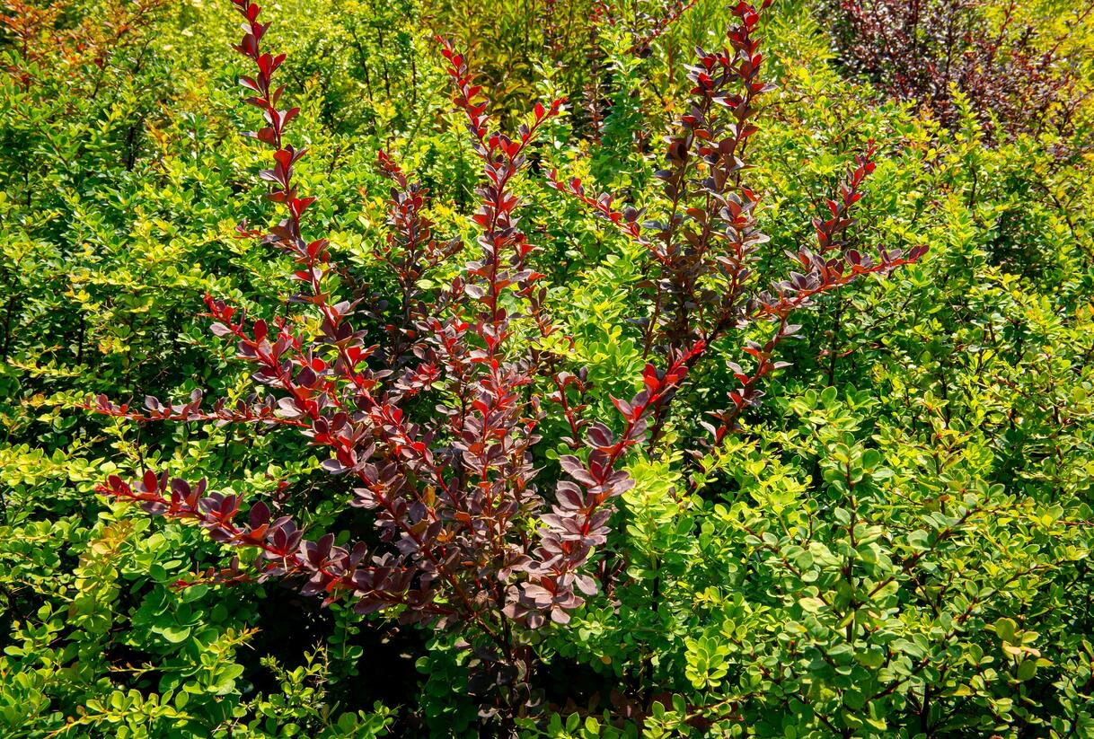 Dřišťál Thunbergův - Berberis thunbergii