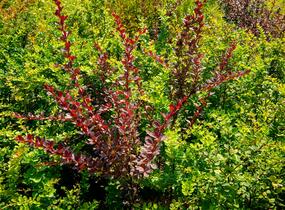 Dřišťál Thunbergův - Berberis thunbergii