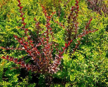 Dřišťál Thunbergův