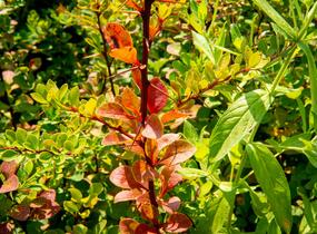 Dřišťál Thunbergův - Berberis thunbergii