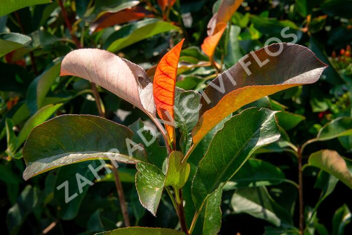 Blýskavka Fraserova 'Birmingham' - Photinia fraseri 'Birmingham'