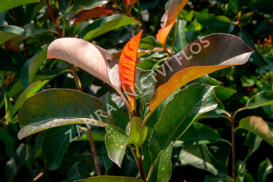 Blýskavka Fraserova 'Birmingham' - Photinia fraseri 'Birmingham'