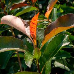 Blýskavka Fraserova 'Birmingham' - Photinia fraseri 'Birmingham'