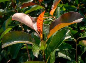 Blýskavka Fraserova 'Birmingham' - Photinia fraseri 'Birmingham'