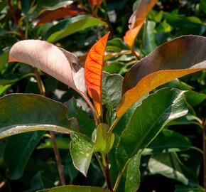 Blýskavka Fraserova 'Birmingham' - Photinia fraseri 'Birmingham'