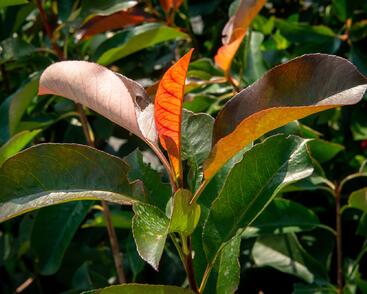 Blýskavka Fraserova 'Birmingham'