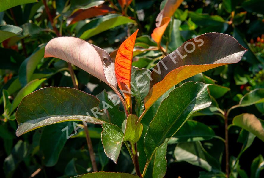Blýskavka Fraserova 'Birmingham' - Photinia fraseri 'Birmingham'