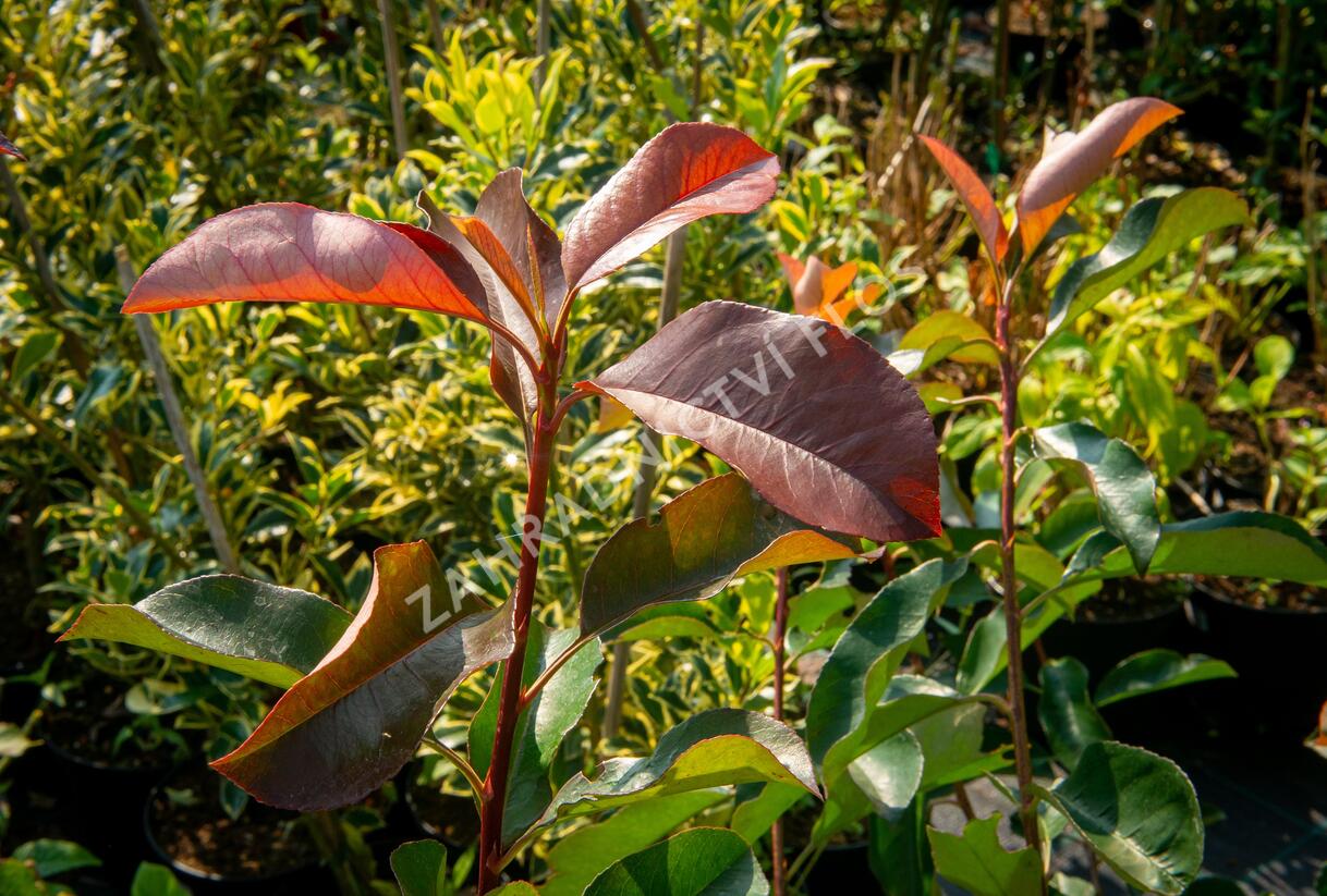 Blýskavka Fraserova 'Birmingham' - Photinia fraseri 'Birmingham'
