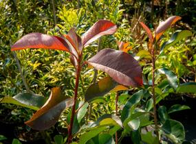 Blýskavka Fraserova 'Birmingham' - Photinia fraseri 'Birmingham'