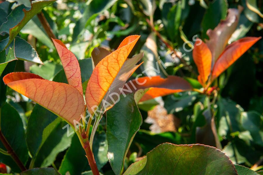 Blýskavka Fraserova 'Birmingham' - Photinia fraseri 'Birmingham'