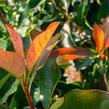 Blýskavka Fraserova 'Birmingham' - Photinia fraseri 'Birmingham'