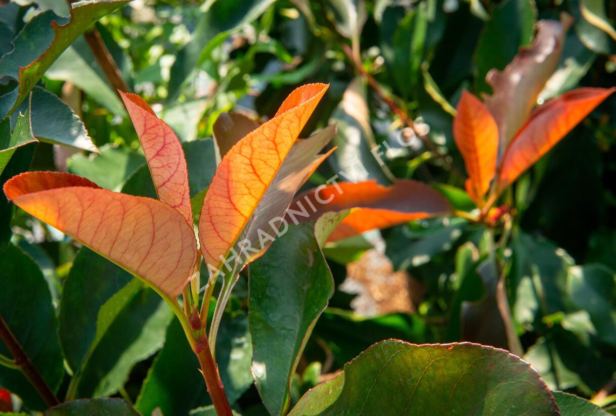Blýskavka Fraserova 'Birmingham' - Photinia fraseri 'Birmingham'