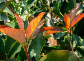 Blýskavka Fraserova 'Birmingham' - Photinia fraseri 'Birmingham'