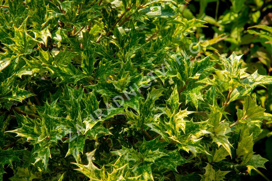 Vonokvětka různolistá 'Goshiki' - Osmanthus heterophyllus 'Goshiki'