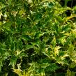 Vonokvětka různolistá 'Goshiki' - Osmanthus heterophyllus 'Goshiki'