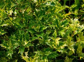 Vonokvětka různolistá 'Goshiki' - Osmanthus heterophyllus 'Goshiki'