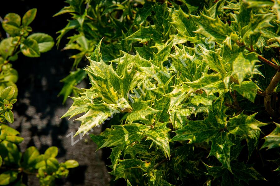 Vonokvětka různolistá 'Goshiki' - Osmanthus heterophyllus 'Goshiki'