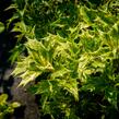 Vonokvětka různolistá 'Goshiki' - Osmanthus heterophyllus 'Goshiki'