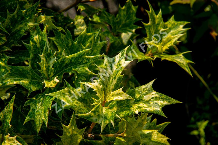 Vonokvětka různolistá 'Goshiki' - Osmanthus heterophyllus 'Goshiki'