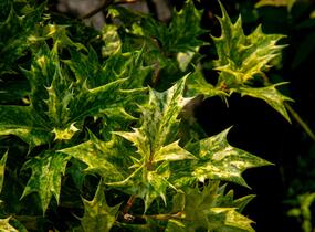 Vonokvětka různolistá 'Goshiki' - Osmanthus heterophyllus 'Goshiki'