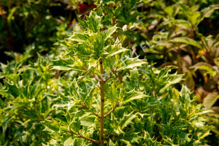 Vonokvětka různolistá 'Goshiki' - Osmanthus heterophyllus 'Goshiki'