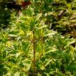 Vonokvětka různolistá 'Goshiki' - Osmanthus heterophyllus 'Goshiki'
