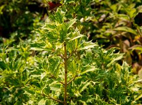 Vonokvětka různolistá 'Goshiki' - Osmanthus heterophyllus 'Goshiki'
