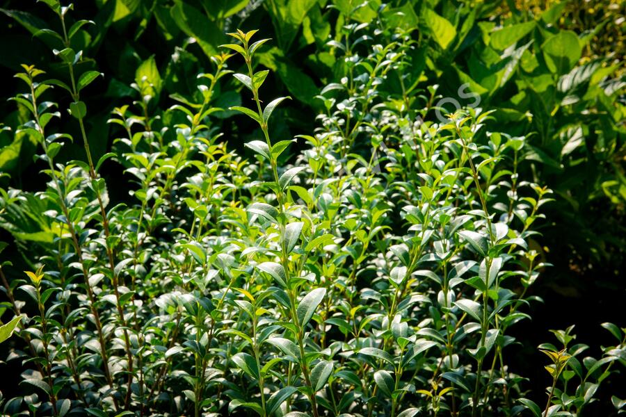 Vonokvětka - Osmanthus burkwoodii