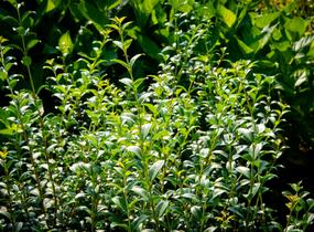 Vonokvětka - Osmanthus burkwoodii