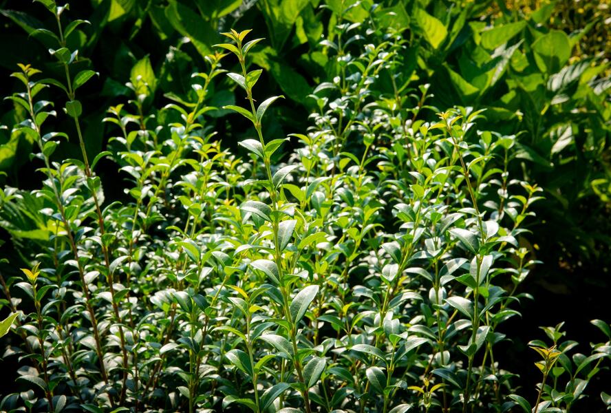 Vonokvětka - Osmanthus burkwoodii