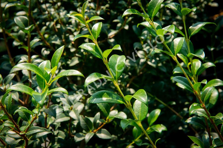 Vonokvětka - Osmanthus burkwoodii