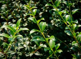 Vonokvětka - Osmanthus burkwoodii