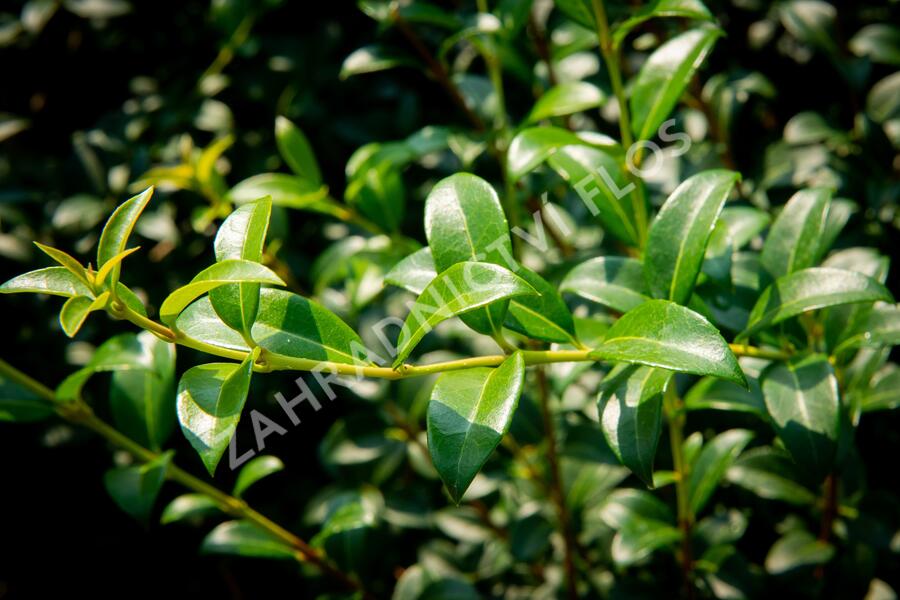 Vonokvětka - Osmanthus burkwoodii