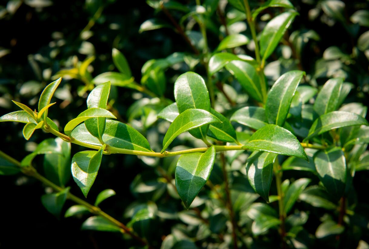 Vonokvětka - Osmanthus burkwoodii