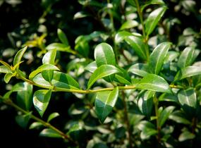 Vonokvětka - Osmanthus burkwoodii