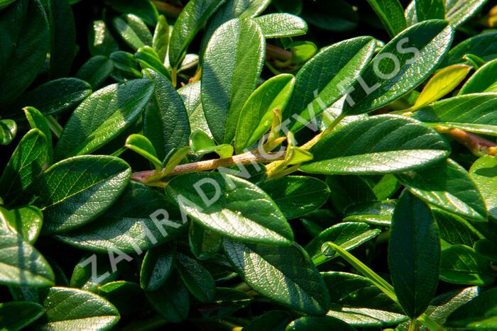 Skalník vrbolistý 'Sympathie' - Cotoneaster salicifolius 'Sympathie'