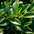 Skalník vrbolistý 'Sympathie' - Cotoneaster salicifolius 'Sympathie'