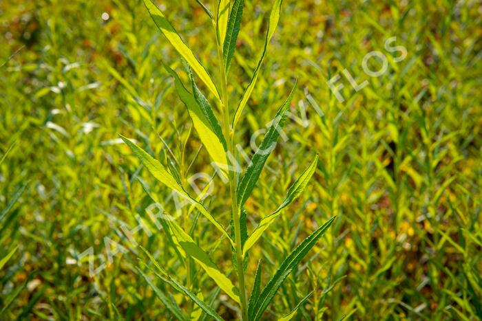 Vrba košíkářská - Salix viminalis