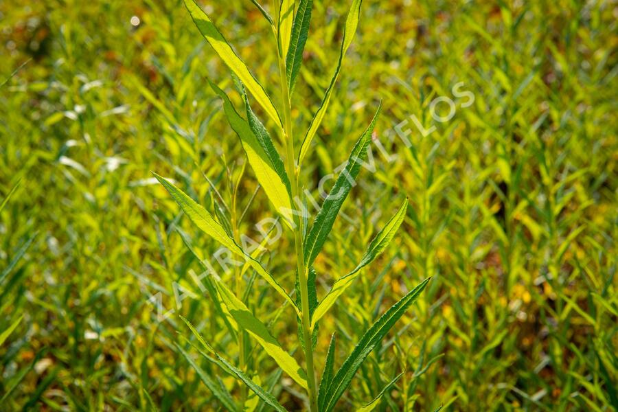 Vrba košíkářská - Salix viminalis