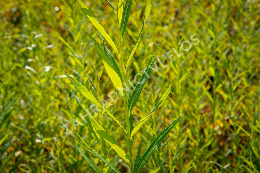 Vrba košíkářská - Salix viminalis