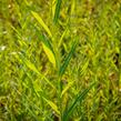 Vrba košíkářská - Salix viminalis