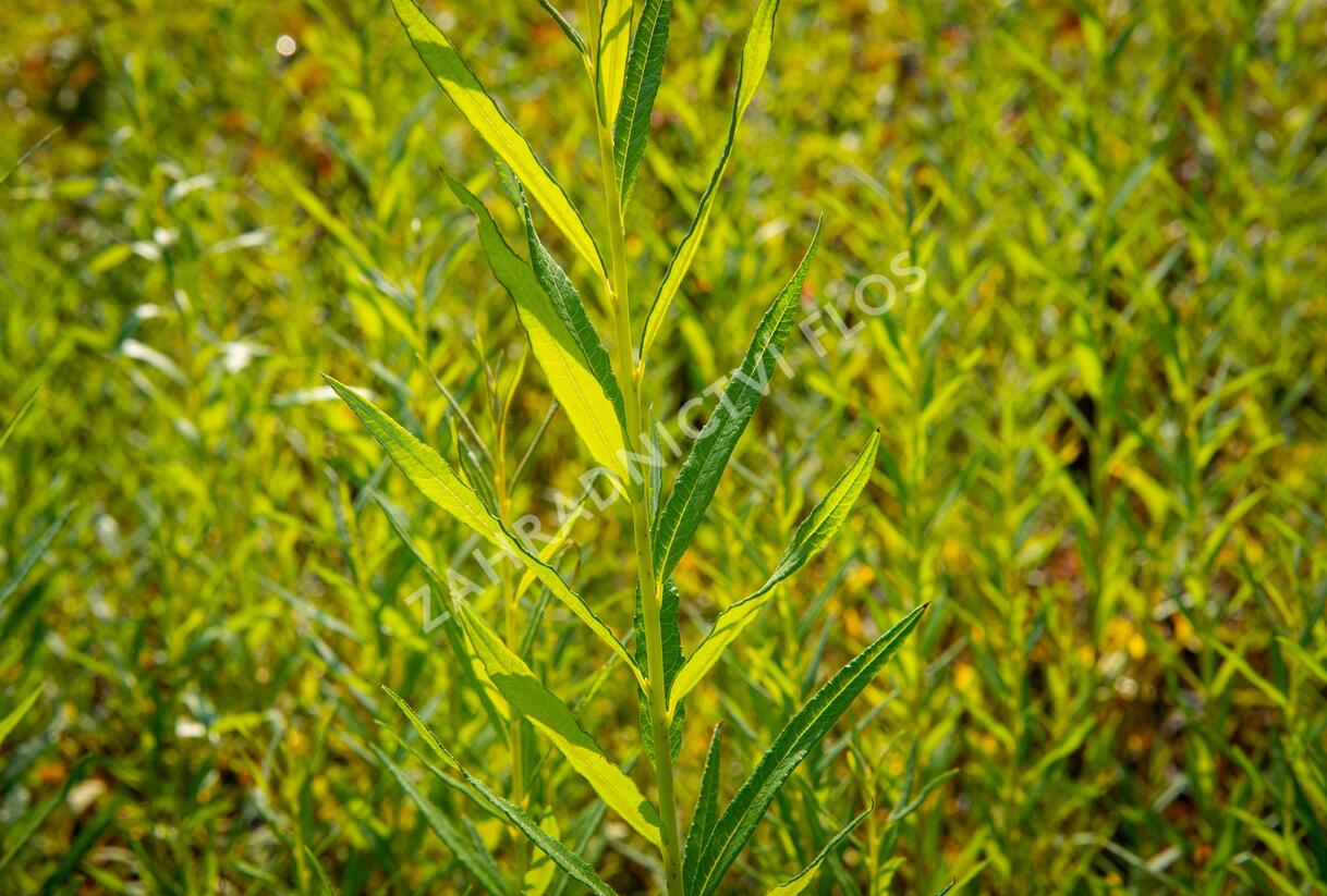 Vrba košíkářská - Salix viminalis