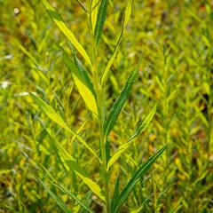 Vrba košíkářská - Salix viminalis