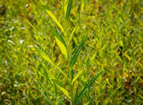 Vrba košíkářská - Salix viminalis