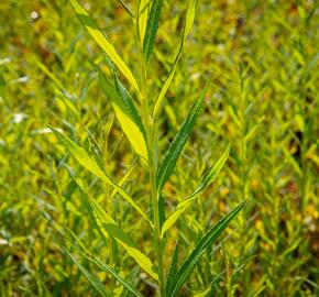 Vrba košíkářská - Salix viminalis