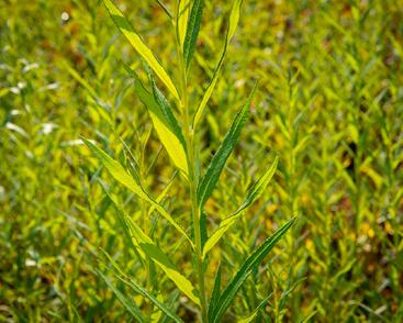 Vrba košíkářská