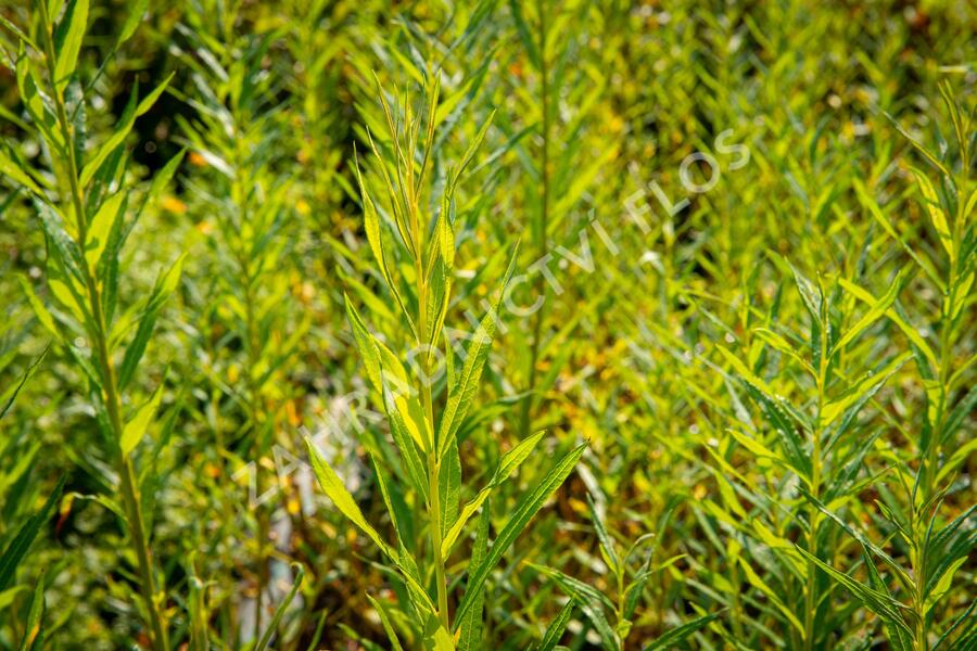 Vrba košíkářská - Salix viminalis